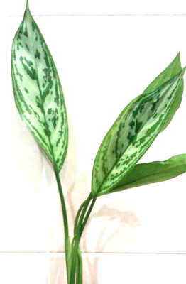 Аглаонема Серебряная королева, в горшочке